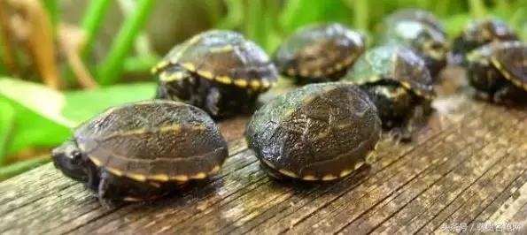 龟类推荐,龟类最新信息