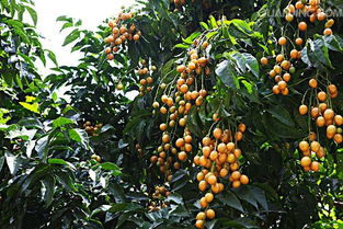 农村十大赚钱的项目,农村5个致富种植项目