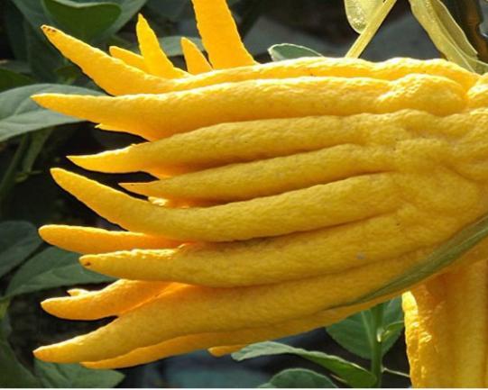 农村十大赚钱的项目,农村5个致富种植项目