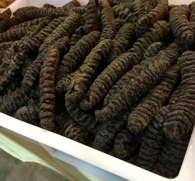 海参也有很多种,全世界所有可以吃的海参