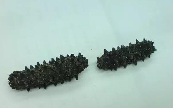 海参有上千种都是一样的吗,全世界海参有多少品种