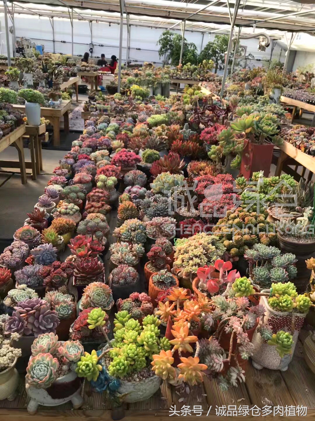 满足你对的所有幻想,满足你对生活所有的想象