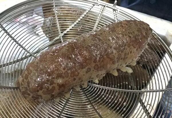 海参也有很多种,全世界所有可以吃的海参