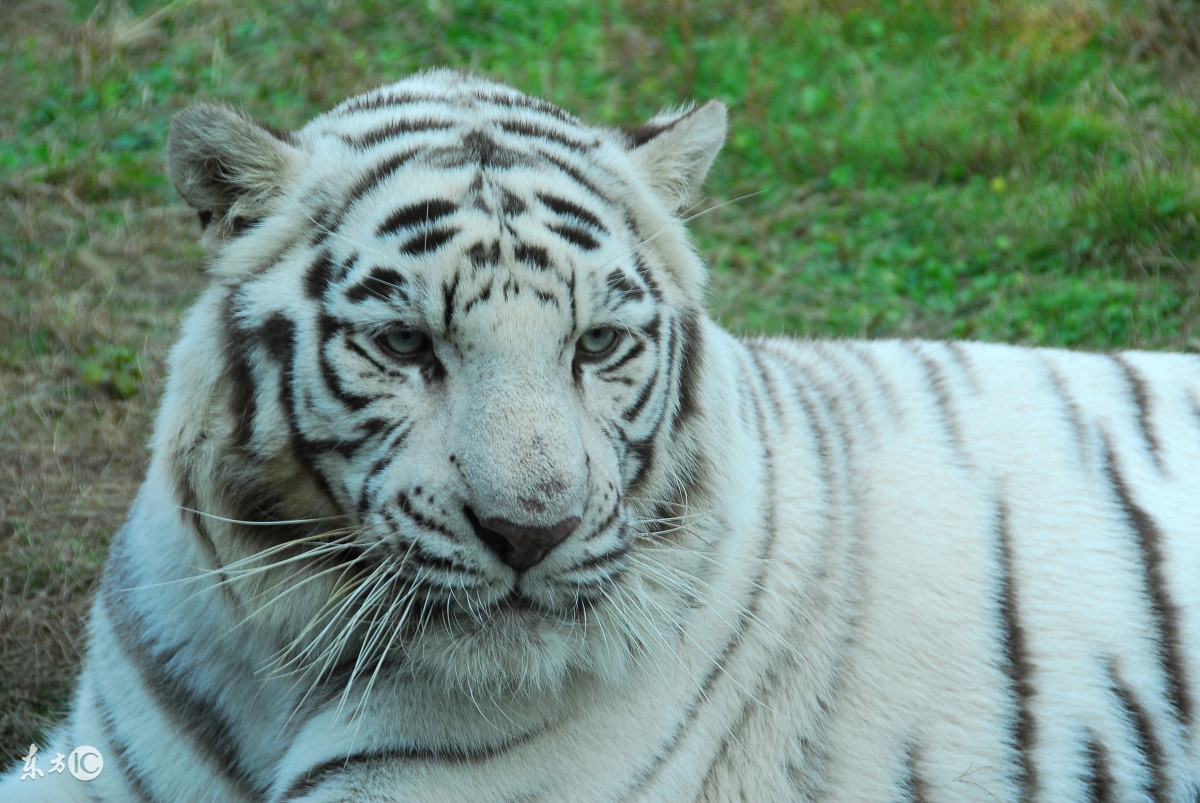 今年最后一个月的生肖运势财运,2018下半年哪些生肖的人财运很好