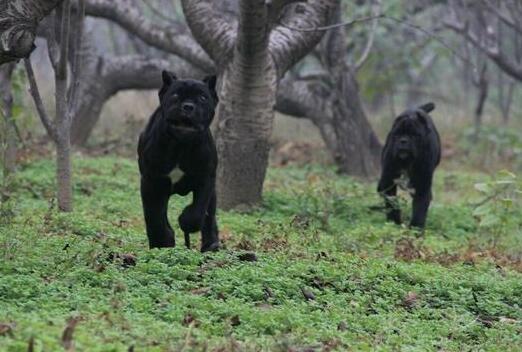 卡斯罗怎么养才凶,怎么才能养好一只卡斯罗