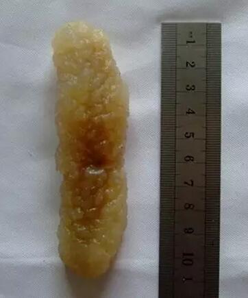 海参也有很多种,全世界所有可以吃的海参