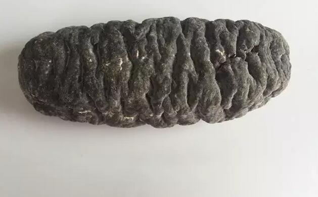 带您了解世界海参,你知道全球有多少种鲨鱼吗