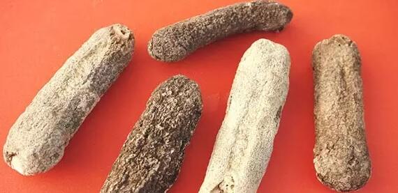 带您了解世界海参,你知道全球有多少种鲨鱼吗