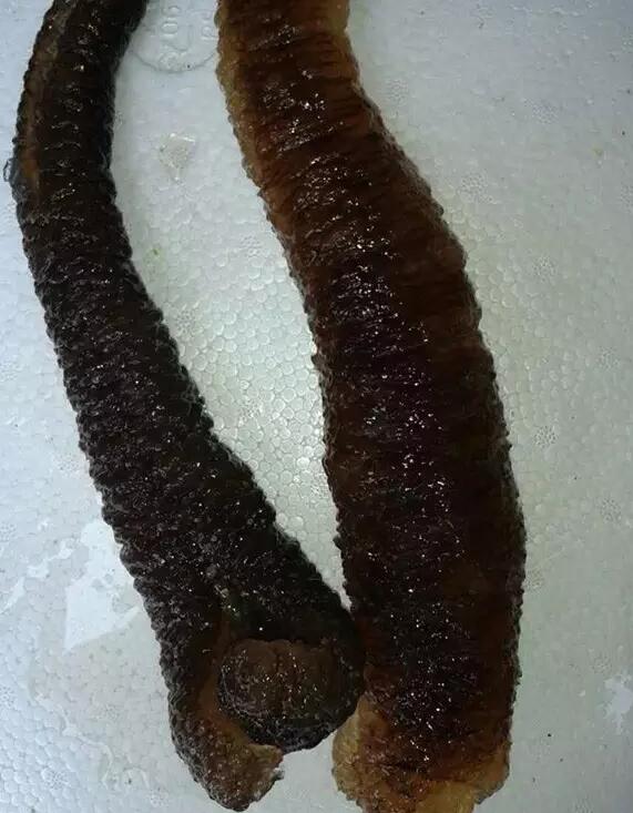 海参有上千种都是一样的吗,全世界海参有多少品种