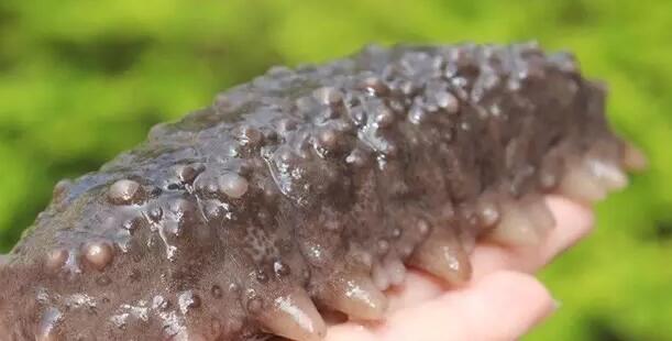 你知道世界上的鱼类有多少个,你知道的海底世界有多少种鱼