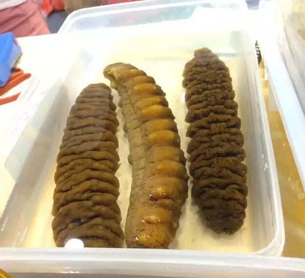 带您了解世界海参,你知道全球有多少种鲨鱼吗