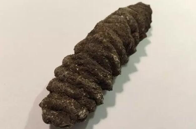 带您了解世界海参,你知道全球有多少种鲨鱼吗