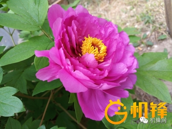 魅族pro和小米11pro,魅族pro6对比pro6plus