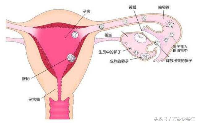 女人一生能承受几次流产,女人一生最多可以承受生几个孩子