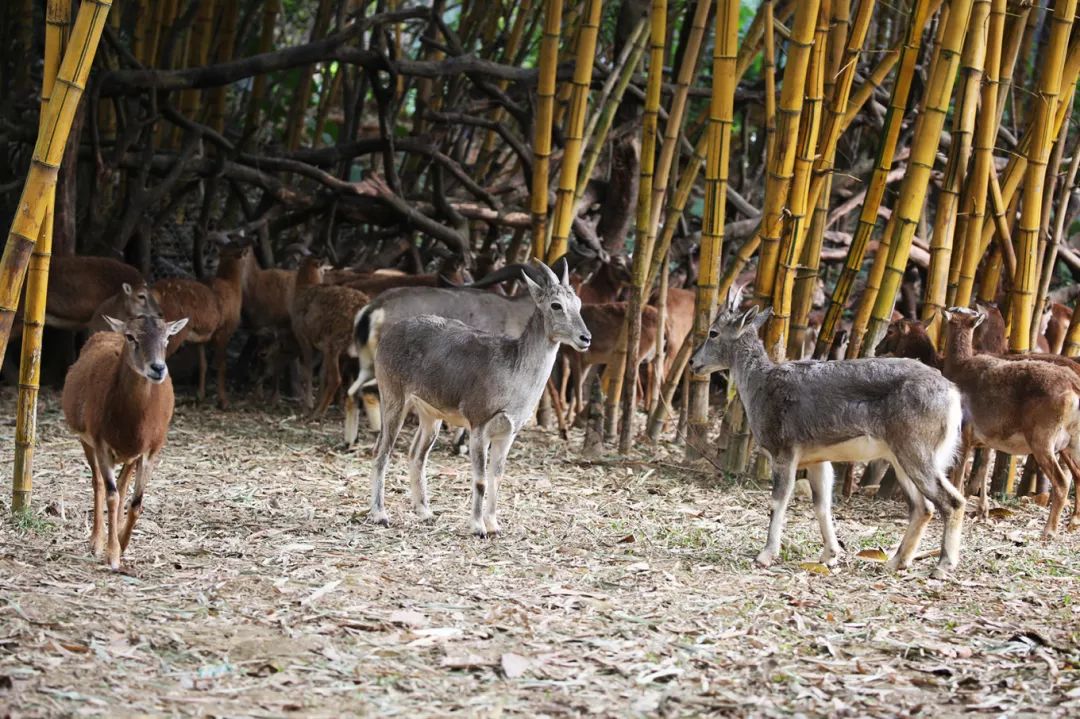 广州长隆野生动物园亲子跟拍,爸爸去哪儿广州长隆野生动物园