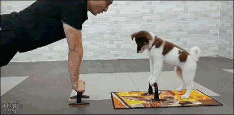 狗年来了，送你50个关于狗的歇后语，笑的肚子疼！祝你狗年开心！