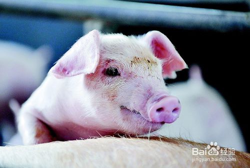夏天猪场高发病怎么办,猪场水泡粪处理和利用
