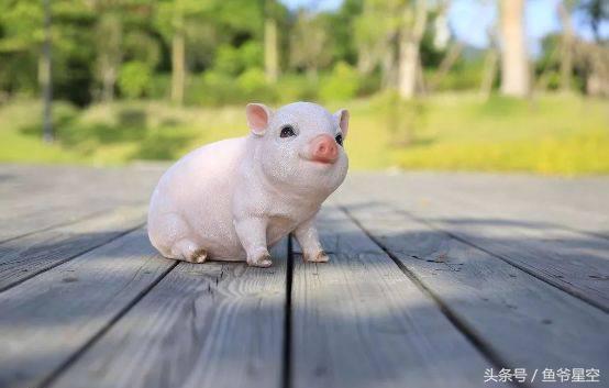 2018下半年生肖猪运势详解,2018年生肖猪各个月运程