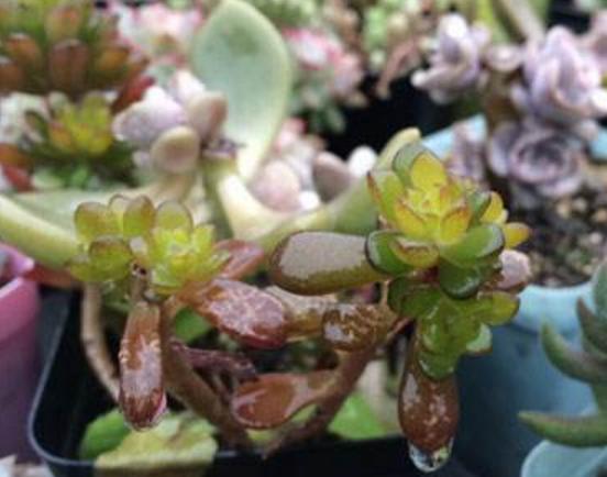 下雪天植物怎样防冻,下雪天月季怎么办