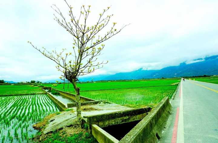 恋恋花莲小清新：寻找那一抹花意