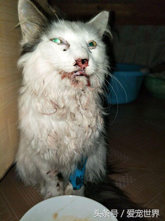 猫的命有多硬,猫的命多长