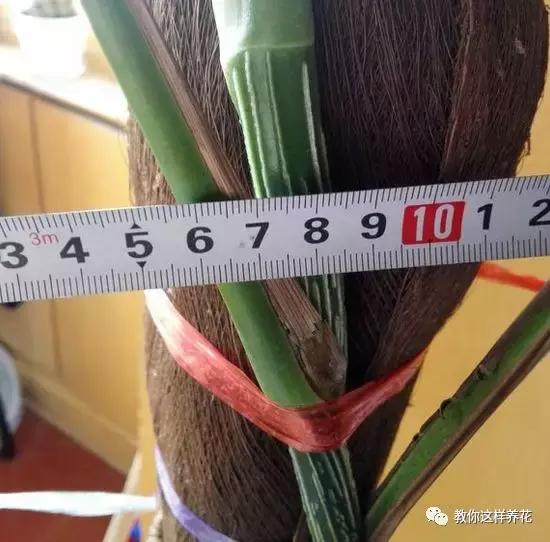 绿萝扎根绳子的方法,绿萝绑棕柱上叶子能长大吗