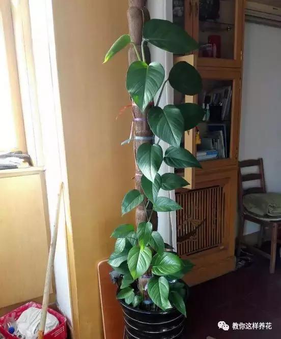 绿萝扎根绳子的方法,绿萝绑棕柱上叶子能长大吗