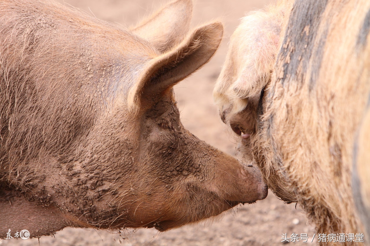 如何治疗母猪无乳症,母猪不发情吃什么药