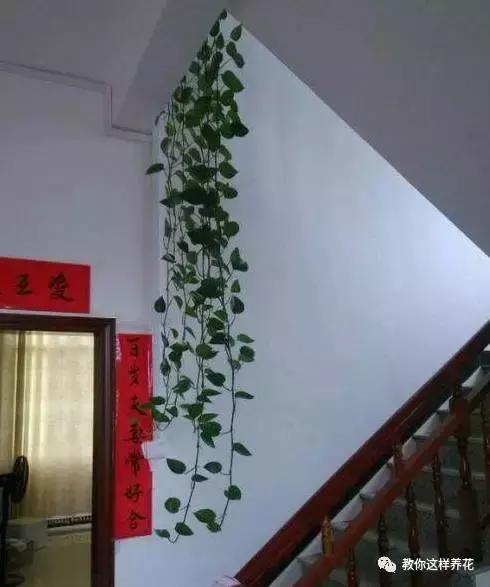 绿萝扎根绳子的方法,绿萝绑棕柱上叶子能长大吗