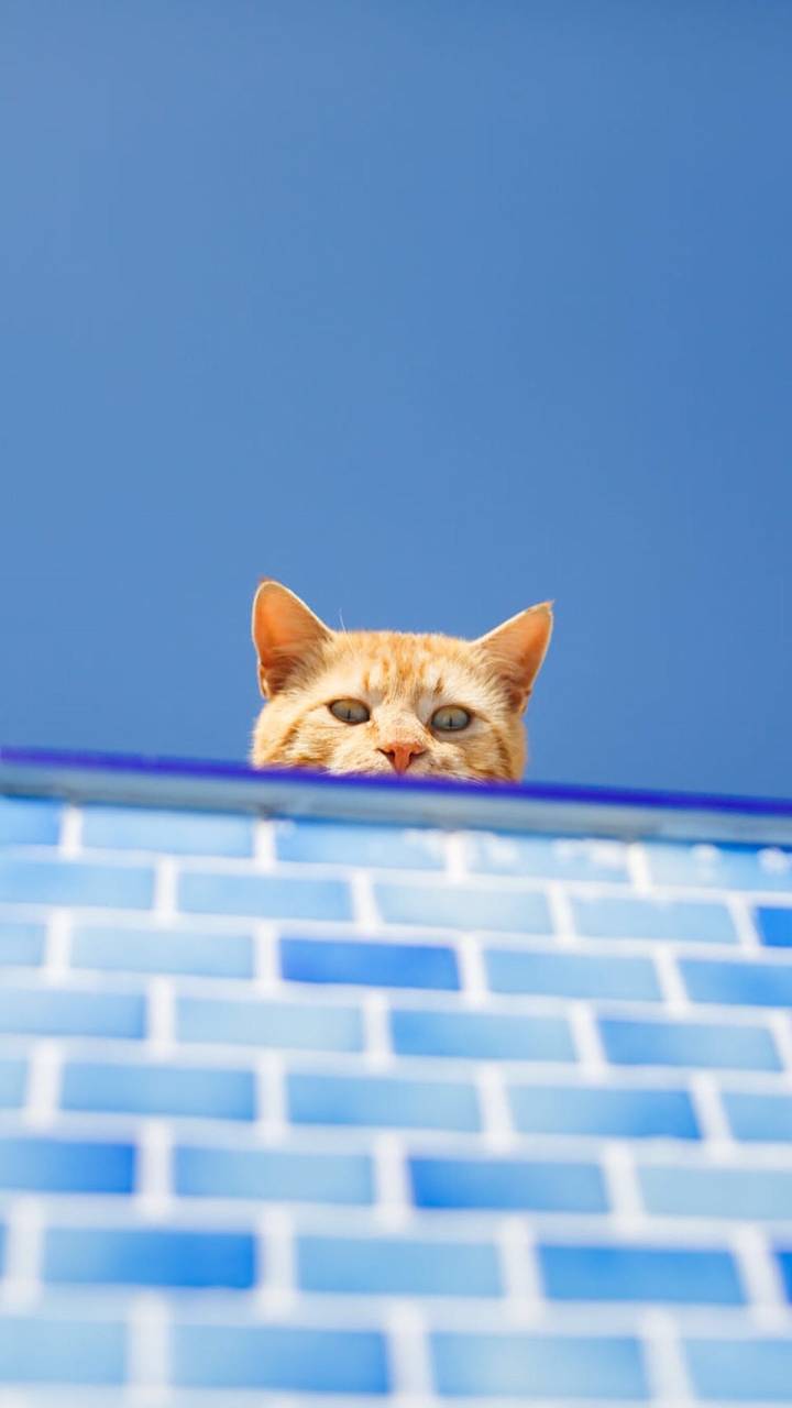 应某美眉的要求，今天来五本养成小说：青梅绕竹马，终身永相随