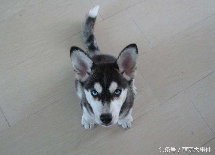 哈士奇头顶三把火传说,哈士奇头顶三把火混一起的不纯吗