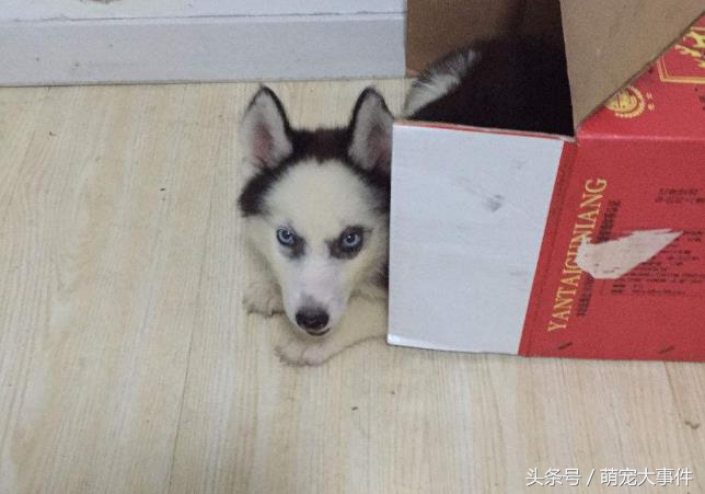 哈士奇头顶三把火传说,哈士奇头顶三把火混一起的不纯吗