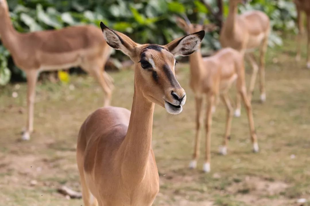 广州长隆野生动物园亲子跟拍,爸爸去哪儿广州长隆野生动物园