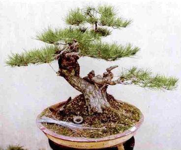 极品黑松盆景图片大全,黑松盆景春天怎么抹芽