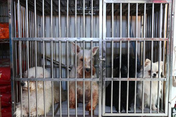 狗狗寄养容易感染吗,从来没有寄养过的狗狗去寄养好吗