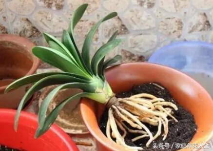 花卉施肥硫酸亚铁过量后果,花草施肥过量怎么挽救