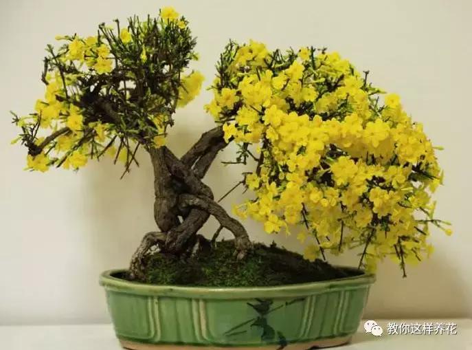 迎春花从幼苗养到老桩要多久,春天花儿竞相开放迎春花怎么养