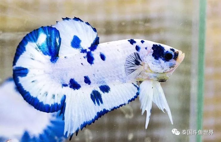 斗鱼拍卖最新消息,泰国斗鱼鱼苗专场