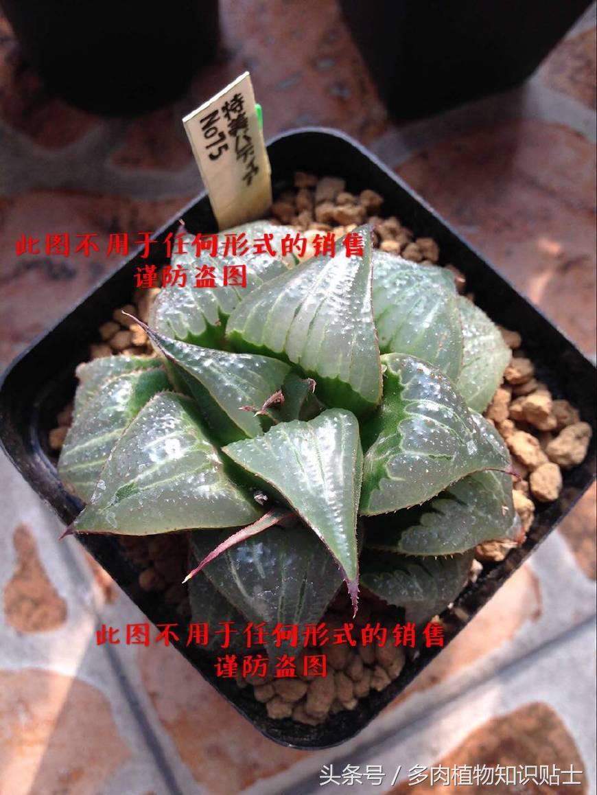 十二卷寿多肉养殖方法,十二卷寿的品种图鉴