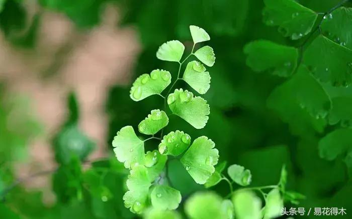 细叶铁线蕨介绍,少女发丝