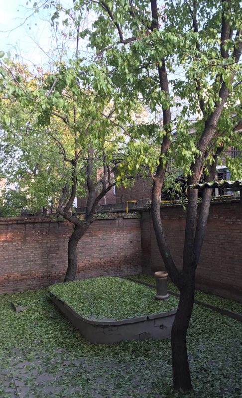 两棵枣树的小说,两颗枣树鲁迅朗读