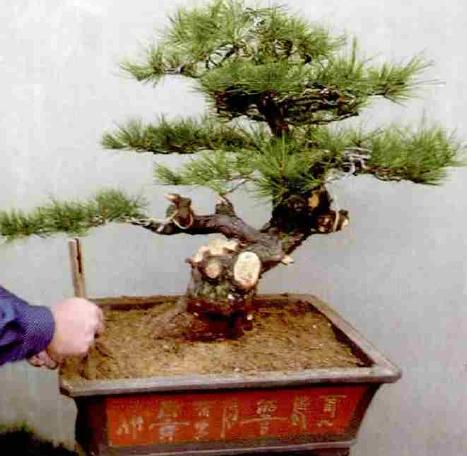 黑松盆景的栽培与养护,极品黑松盆景图片大全