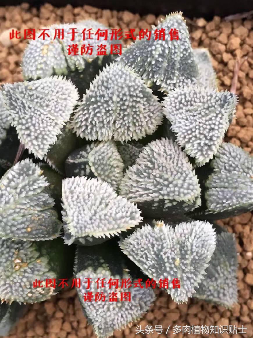 十二卷寿多肉养殖方法,十二卷寿的品种图鉴