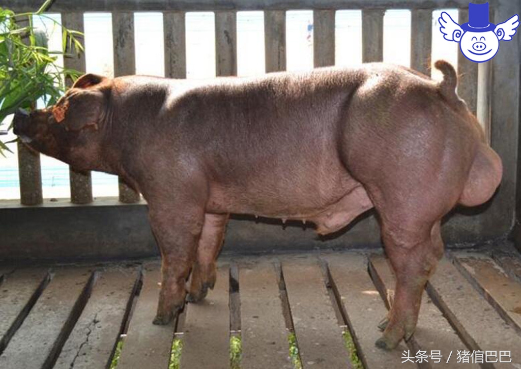 公猪母猪怎样分,如何选择公猪种