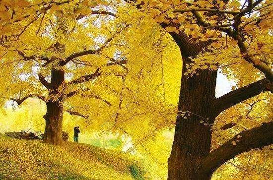 去过湖北的人,去过34个省的感受