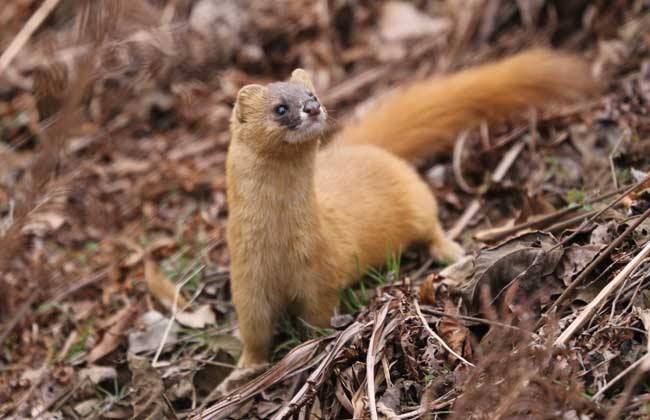 如果在家里发现了黄鼠狼能打吗,家里进了黄鼠狼怎么办