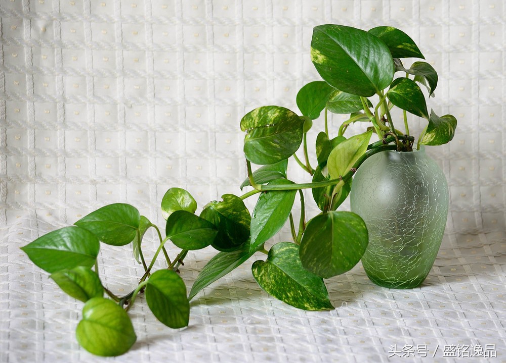 什么植物耐冻耐寒又吸收甲醛,吸收甲醛最厉害的十大植物