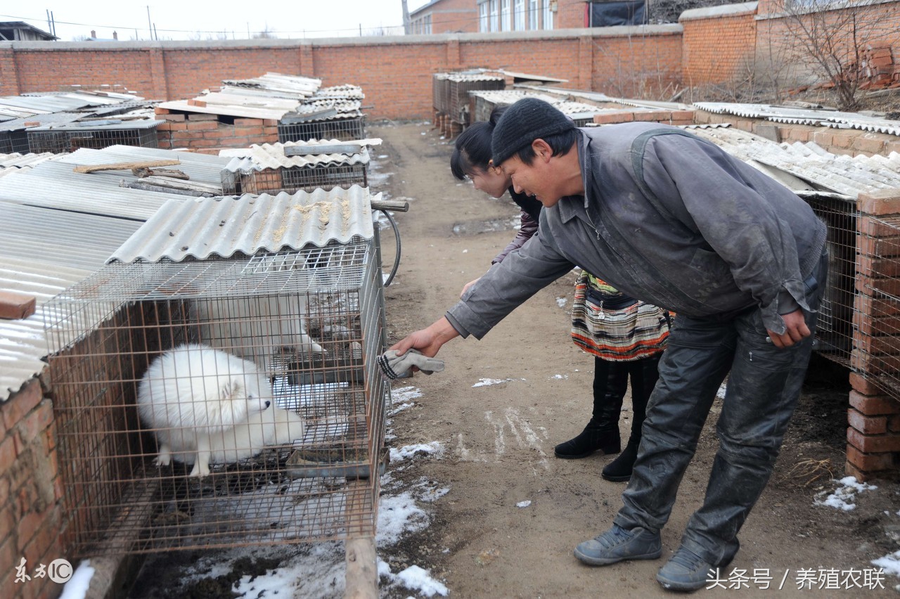幼貉的饲养方法,貉子养殖教学