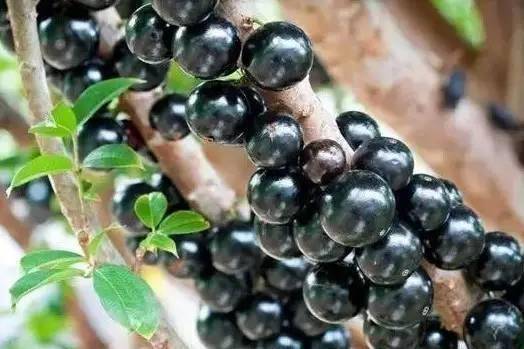 最奇葩的六种水果,你没吃过的十种奇葩水果