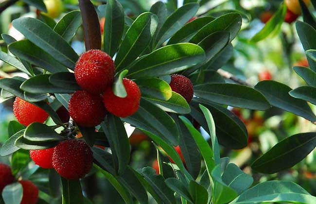 东魁杨梅树什么时候种植容易成活,浙江东魁杨梅树苗什么时候种植